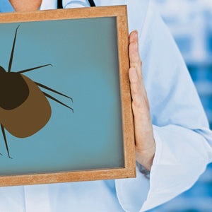 Borrelioosi, Lymen tauti