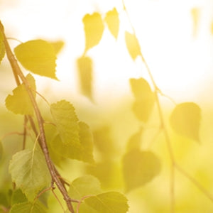 Siitepölyongelmat, auringon haitat, suonikohjut – ravitsemuksellinen apu Pycnogenolilla