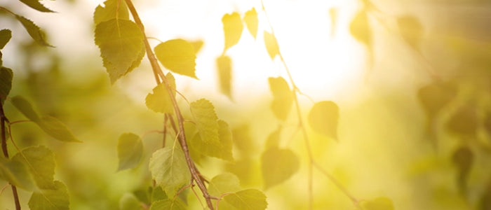 Siitepölyongelmat, auringon haitat, suonikohjut – ravitsemuksellinen apu Pycnogenolilla